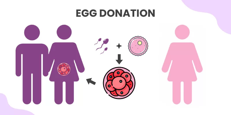 Egg Donation in Iran